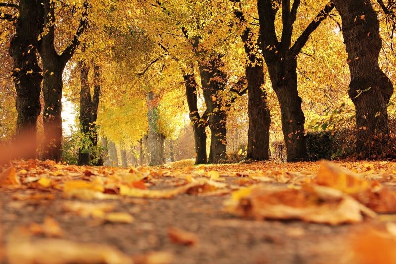 Haal de herfstsfeer in huis 