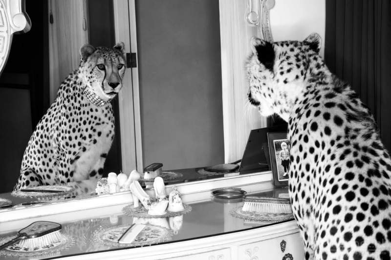Cheetah looking in mirror