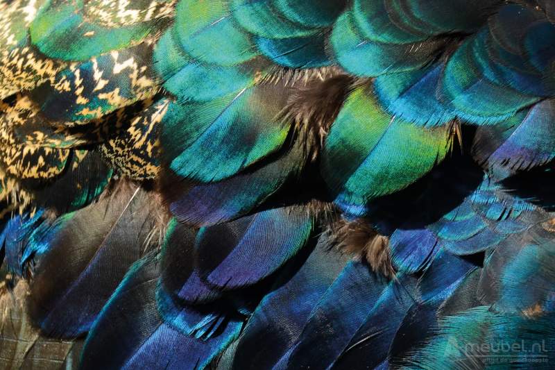 Colorful Peacock Feathers