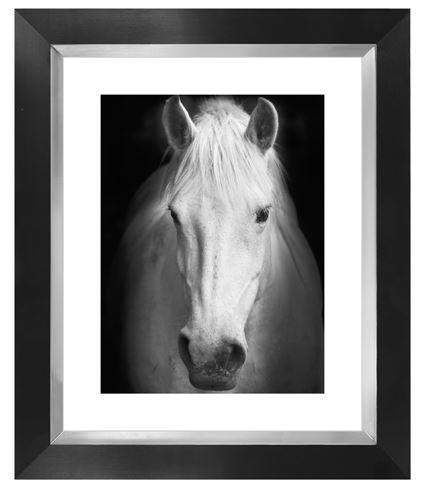 White horse black and white