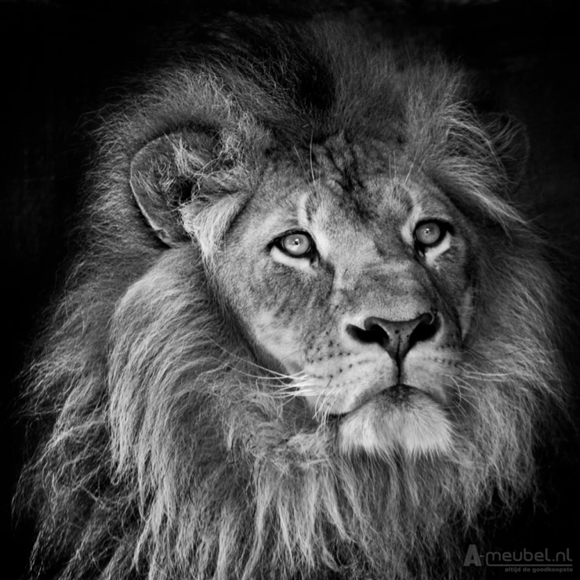 Lion Close-up I 60cm – A-meubel