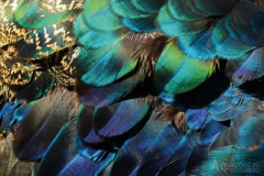 Colorful Peacock Feathers