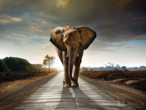Elephant Walking On Road