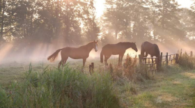 Horses