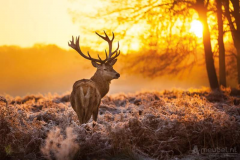 Red Deer In Morning Sun