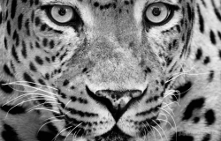 Leopard B&W