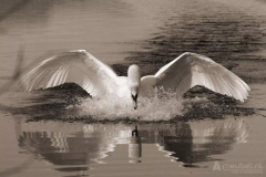 Swan