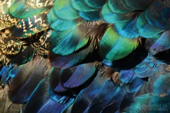 Colorful Peacock Feathers 60cm