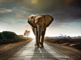 Elephant Walking On Road 60cm