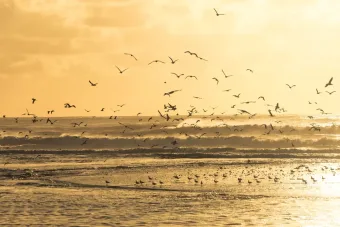 Flying Seagulls 60cm