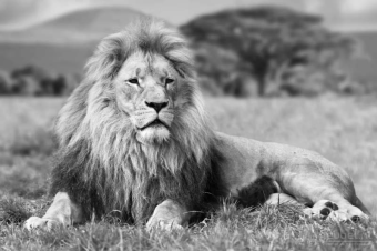 Lying Lion B&W