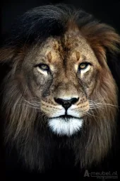 Strong Lion 60cm