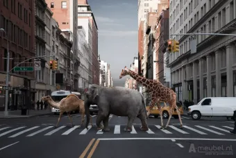 To The Zoo 60cm